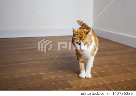 Ginger and white domestic cat walking across a warm brown wooden floor in a bright, minimalist home interior. The orange tabby cat is approaching the camera with its tail raised Ginger and white domestic cat walking across a warm brown wooden floor in a bright, minimalist home interior. The orange tabby cat is approaching the camera with its tail raised 143726329