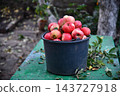 Man and woman picking apples. Lady holding basket near tree. Our rich harvest. 143727918