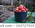 Man and woman picking apples. Lady holding basket near tree. Our rich harvest. 143727919