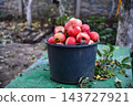 Man and woman picking apples. Lady holding basket near tree. Our rich harvest. 143727921