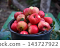 Man and woman picking apples. Lady holding basket near tree. Our rich harvest. 143727922