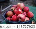 Man and woman picking apples. Lady holding basket near tree. Our rich harvest. 143727923