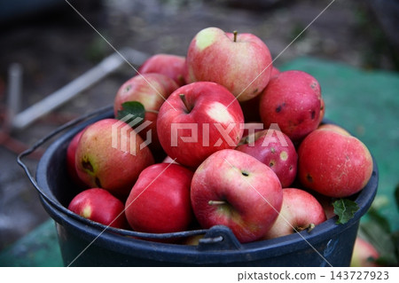 Man and woman picking apples. Lady holding basket near tree. Our rich harvest. 143727923