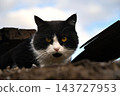 beautiful funny grey British cat peeking out from behind a white table 143727953