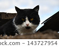 beautiful funny grey British cat peeking out from behind a white table 143727954