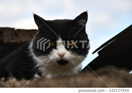 beautiful funny grey British cat peeking out from behind a white table 143727954