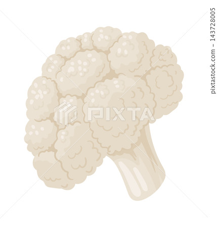 Cauliflower Head Organic Produce Cartoon 143728005