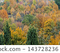 Colorful Autumn Forest Landscape With Golden Fall Foliage on Hillside Trees 143728236