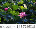  Lotus 143729518