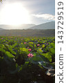  Lotus 143729519