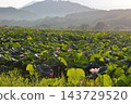  Lotus 143729520