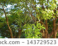 Spider web 143729523