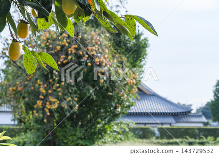 柿子和寺廟 柿子和寺廟 143729532