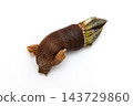 Capitulum mitella 143729860
