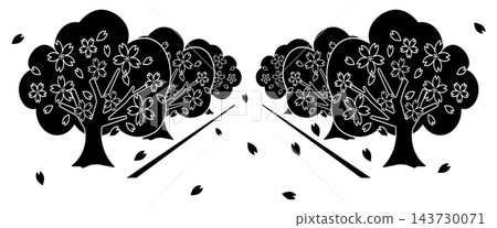 黑白櫻花樹和飄落花瓣的剪影圖。 黑白櫻花樹和飄落花瓣的剪影圖。 143730071