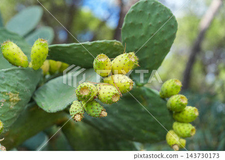 Close-up view of green prickly pear cactus with several unripe yellow fruits growing outdoors in natural forest setting, detailed thorns Close-up view of green prickly pear cactus with several unripe yellow fruits growing outdoors in natural forest setting, detailed thorns 143730173
