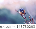 A Daurian Redstart perched on a branch, curled up. 143730203