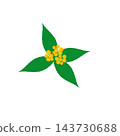 Hand-painted yellow berries and leaves of Ardisia crenata. 143730688