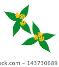 Hand-painted yellow-fruited Ardisia crenata (2 plants with yellow berries and leaves) 143730689