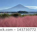 富士山與穆倫伯格花 143730772