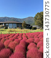 大石公園裡鮮紅的地膚草 143730775