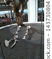 A circular glass-enclosed space displaying a dry fig tree trunk and camel bones on volcanic lapilli gravel 143730804