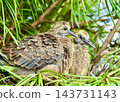 一隻東方斑鳩幼鳥。它很快就要離巢了。 143731143
