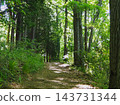 The hiking trails of Jinba Mountain, enveloped in fresh greenery; sunlight filtering through the trees. 143731344