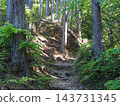 The hiking trails of Jinba Mountain, enveloped in fresh greenery; sunlight filtering through the trees. 143731345