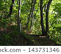 The hiking trails of Jinba Mountain, enveloped in fresh greenery; sunlight filtering through the trees. 143731346