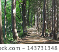 The hiking trails of Jinba Mountain, enveloped in fresh greenery; sunlight filtering through the trees. 143731348