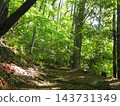 The hiking trails of Jinba Mountain, enveloped in fresh greenery; sunlight filtering through the trees. 143731349