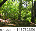 The hiking trails of Jinba Mountain, enveloped in fresh greenery; sunlight filtering through the trees. 143731350