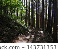 The hiking trails of Jinba Mountain, enveloped in fresh greenery; sunlight filtering through the trees. 143731353