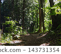 The hiking trails of Jinba Mountain, enveloped in fresh greenery; sunlight filtering through the trees. 143731354