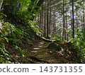 The hiking trails of Jinba Mountain, enveloped in fresh greenery; sunlight filtering through the trees. 143731355