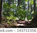 The hiking trails of Jinba Mountain, enveloped in fresh greenery; sunlight filtering through the trees. 143731356