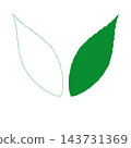 Hand-drawn Ardisia crenata leaves: line art and color set 143731369