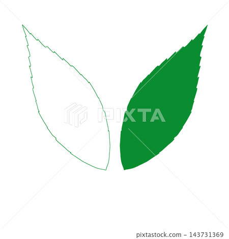 Hand-drawn Ardisia crenata leaves: line art and color set Hand-drawn Ardisia crenata leaves: line art and color set 143731369