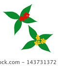 Hand-painted Ardisia crenata and Ardisia crenata with yellow berries; two plants, not red and white, but red and yellow. 143731372