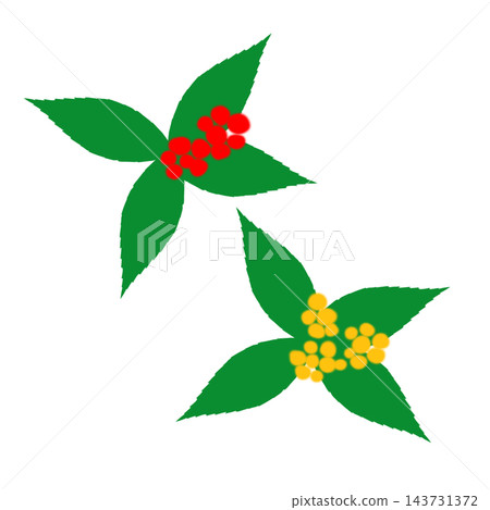 Hand-painted Ardisia crenata and Ardisia crenata with yellow berries; two plants, not red and white, but red and yellow. 143731372
