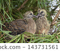 一隻東方斑鳩幼鳥，離巢前一天。 143731561