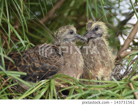 一隻東方斑鳩幼鳥,離巢前一天。 一隻東方斑鳩幼鳥,離巢前一天。 143731561