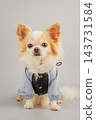Chihuahua dog in overalls on a gray background. 143731584