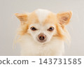 Portrait of a white and red Chihuahua dog on a gray background. 143731585