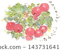 秋季植物火棘（Pyracantha coccinea）的水彩插圖。 143731641