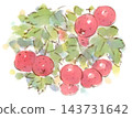秋季植物火棘（Pyracantha coccinea）的水彩插圖。 143731642