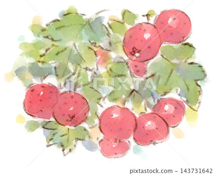秋季植物火棘(Pyracantha coccinea)的水彩插圖。 秋季植物火棘(Pyracantha coccinea)的水彩插圖。 143731642