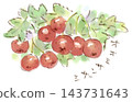 秋季植物火棘（Pyracantha coccinea）的水彩插圖。 143731643