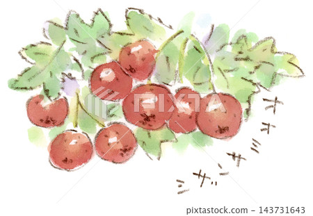 秋季植物火棘(Pyracantha coccinea)的水彩插圖。 秋季植物火棘(Pyracantha coccinea)的水彩插圖。 143731643